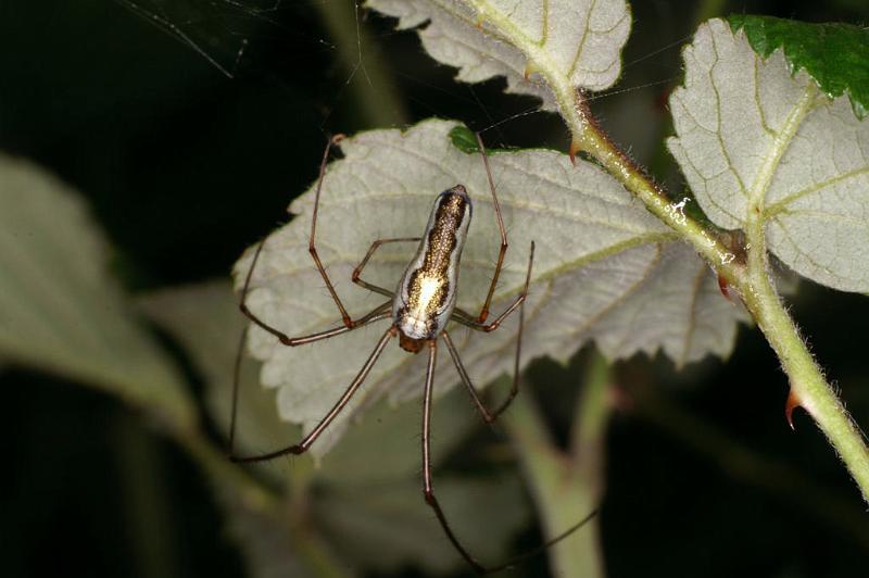 Tetragnatha_montana_D4964_Z_85_Les Gris_Frankrijk.jpg